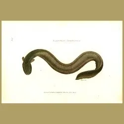 Electric Eel