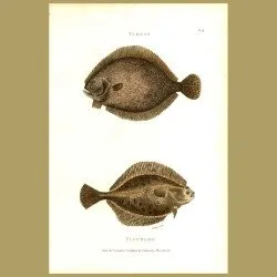Turbot And Flounder