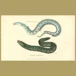 Spotted Eel And Roman Muraena