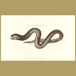 Marbled Synbranchus