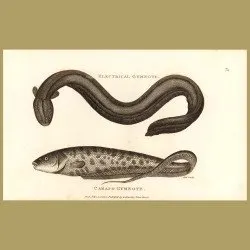 Electrical Eel (Gymnote) And Carapo Gymnote