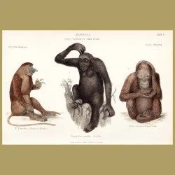 Proboscis Monkey, Gorilla, Orangutan