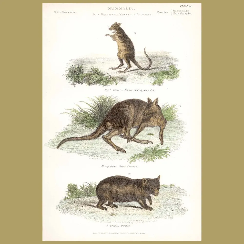 Antique print. Wombat, Great Kangaroo, Kangaroo Rat