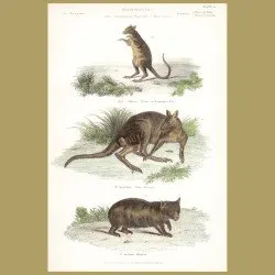 Wombat, Great Kangaroo, Kangaroo Rat