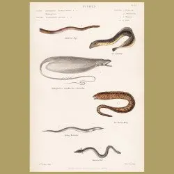 Lamprey, Hag, Barrel-fish, Moray eel, Eel