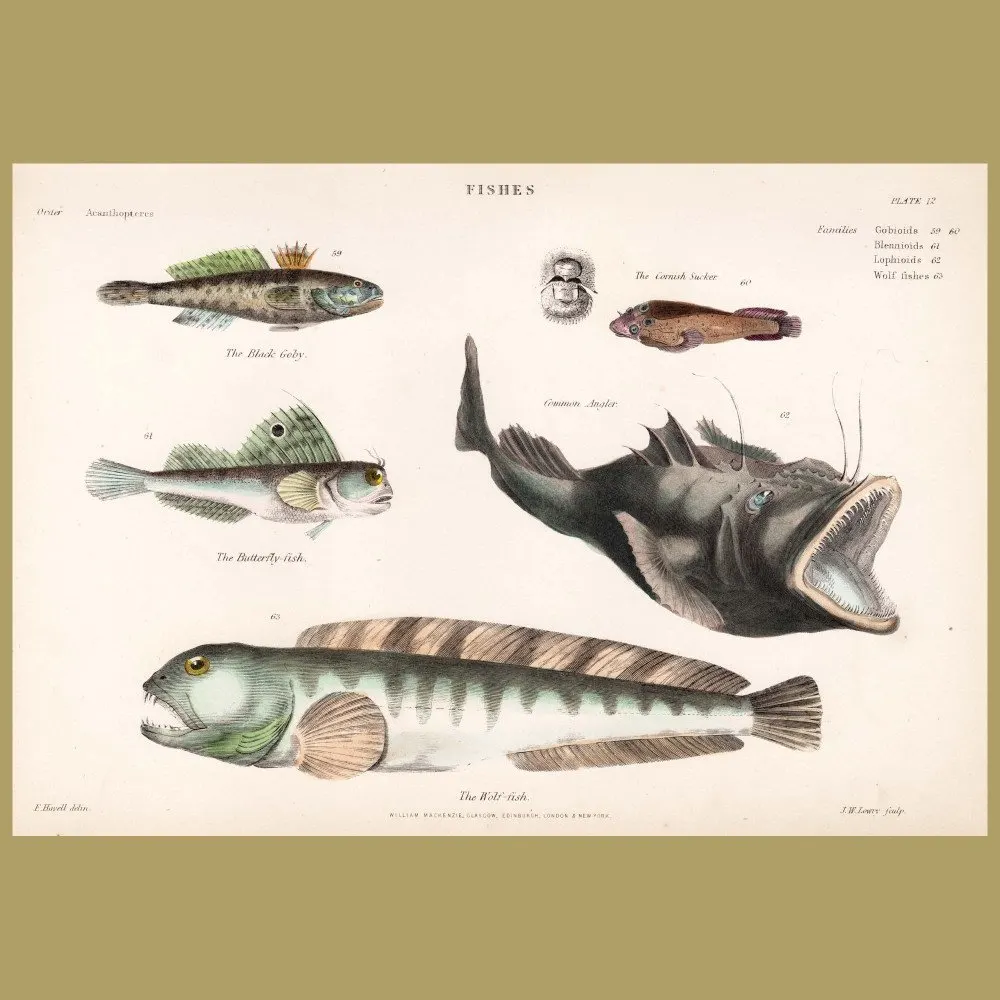 Antique print. Common Angler, Black Goby, Wolf-fish