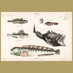 Common Angler, Black Goby, Wolf-fish