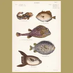 Trigger Fish, Toad Fish, Cofferfish, Pufferfish, Sun-fish