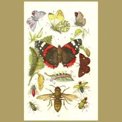 Blue Butterfly, Red Admiral, Firetail And Sun Beetle