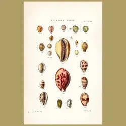 Cowry Shells