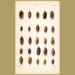 Oliva Shells