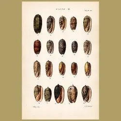 Oliva Shells