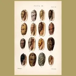 Oliva Shells