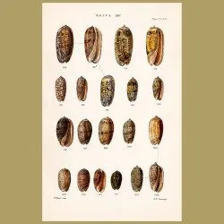 Oliva Shells