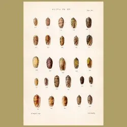 Oliva Shells