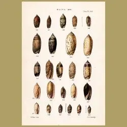 Oliva Shells