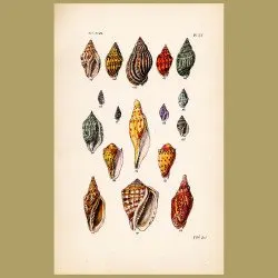 Volute Shells