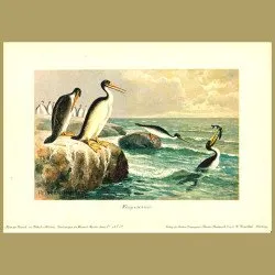 Hesperornis