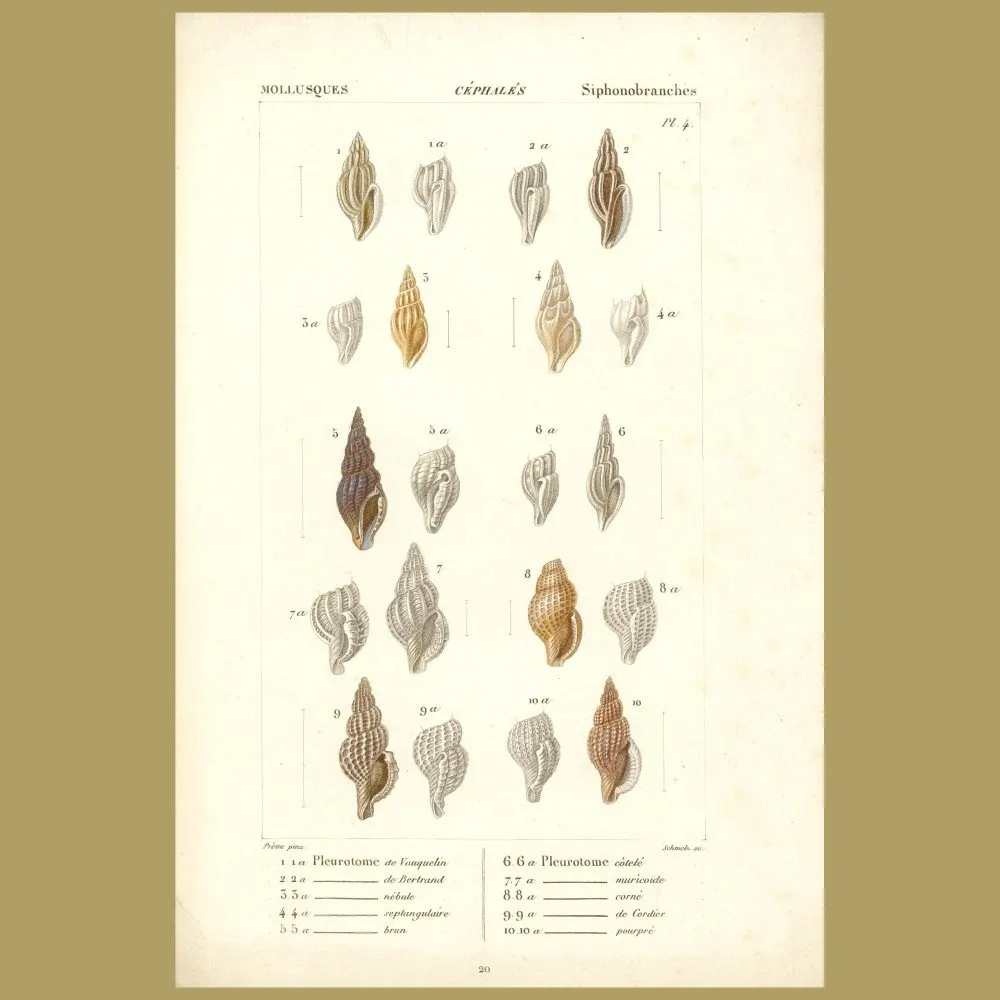 Antique print. Spiral Shells