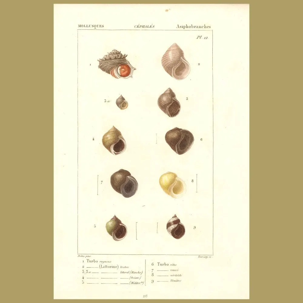 Antique print. Turbo Shells
