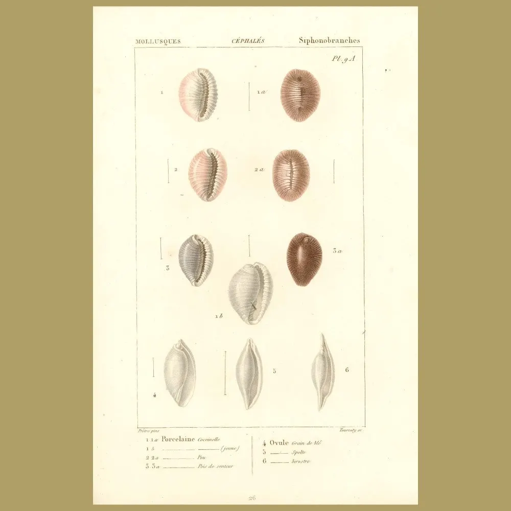 Antique print. Porcelain Shells