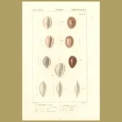 Porcelain Shells