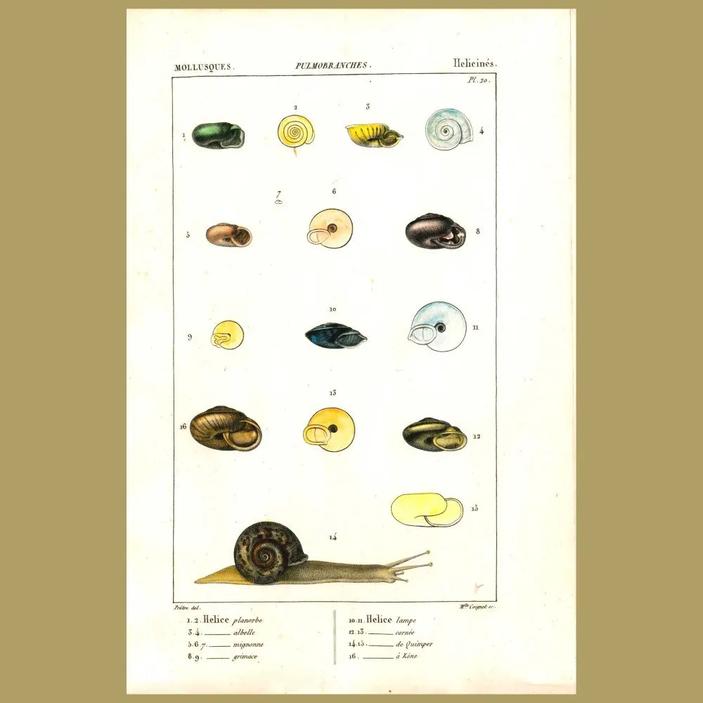Antique print. Helix Shells And Snail