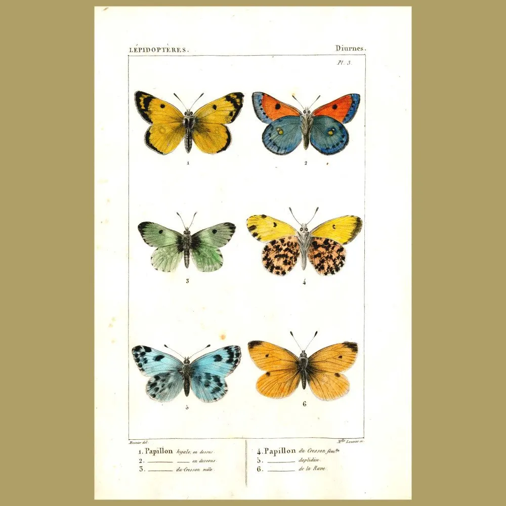 Antique print. Colourful Garden Butterflies