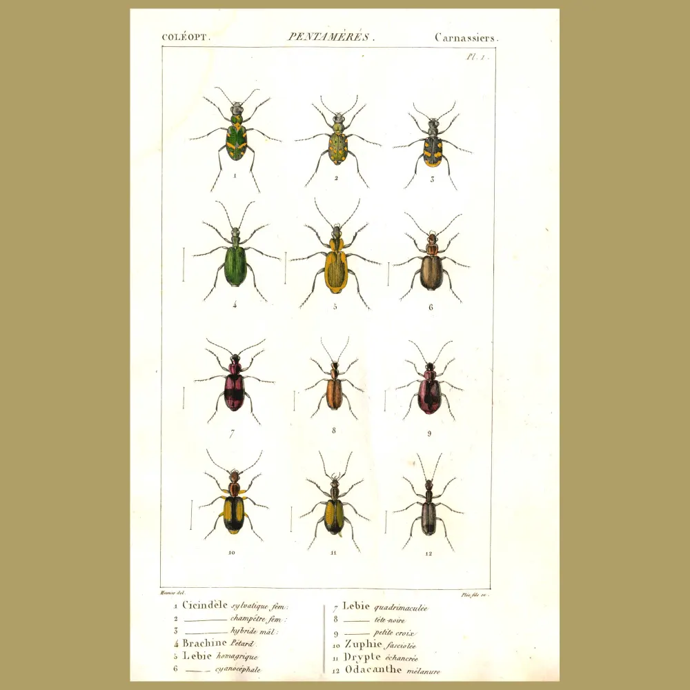 Antique print. Beetles