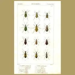 Beetles