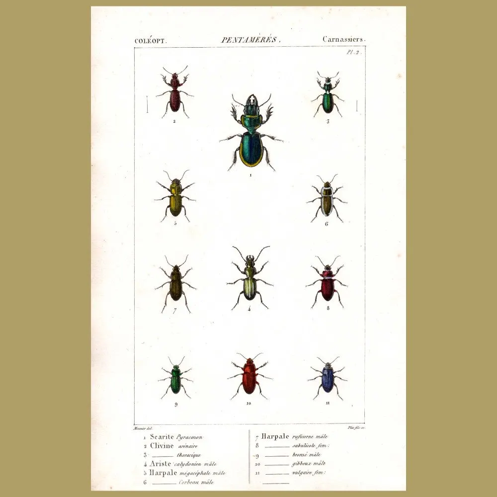 Antique print. Ground Beetles