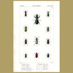 European Earwigs