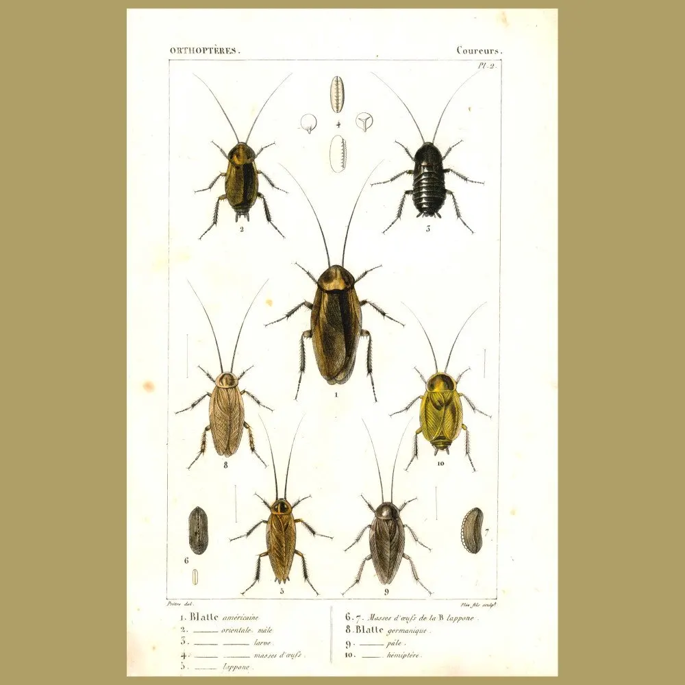 Antique print. Cockroaches