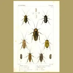 Cockroaches