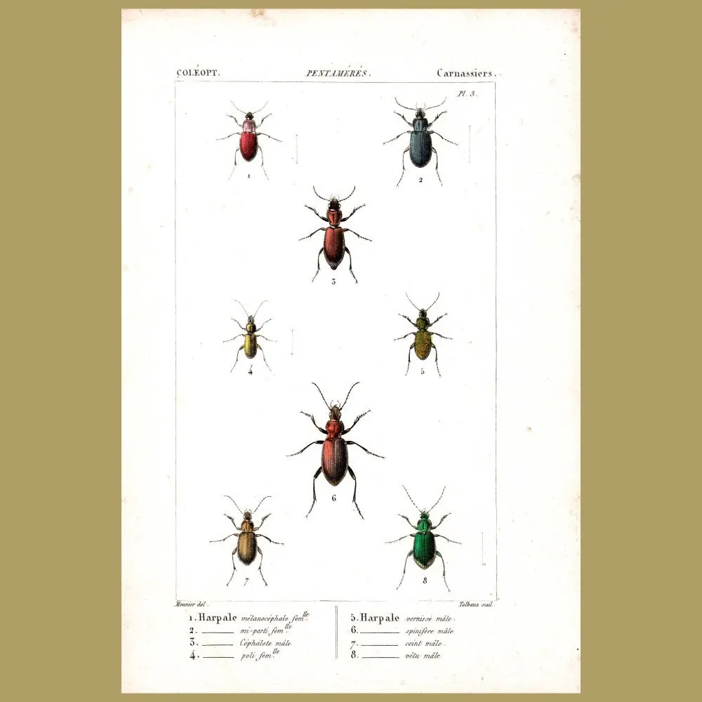 Antique print. Ground Beetles