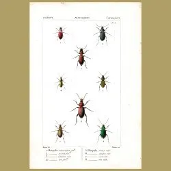 Ground Beetles