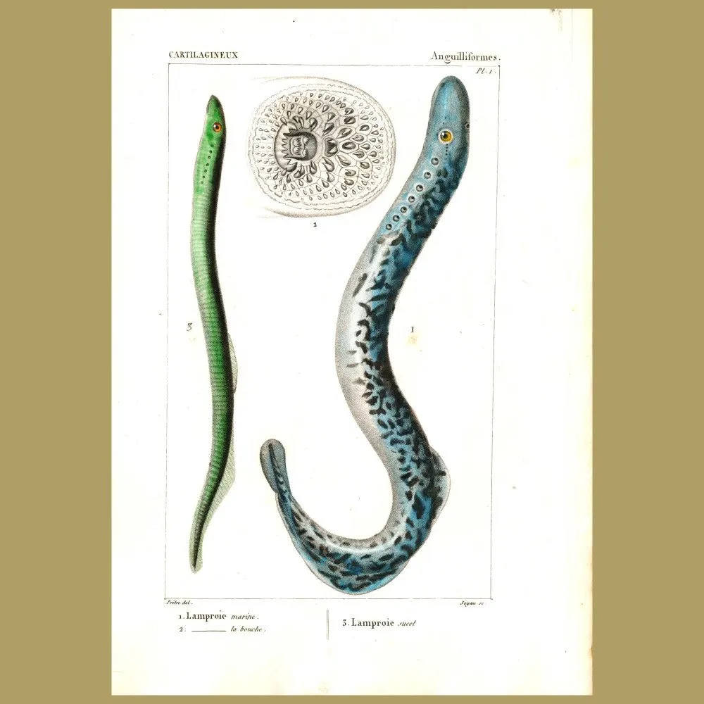 Antique print. Lamprey Eels