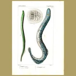 Lamprey Eels