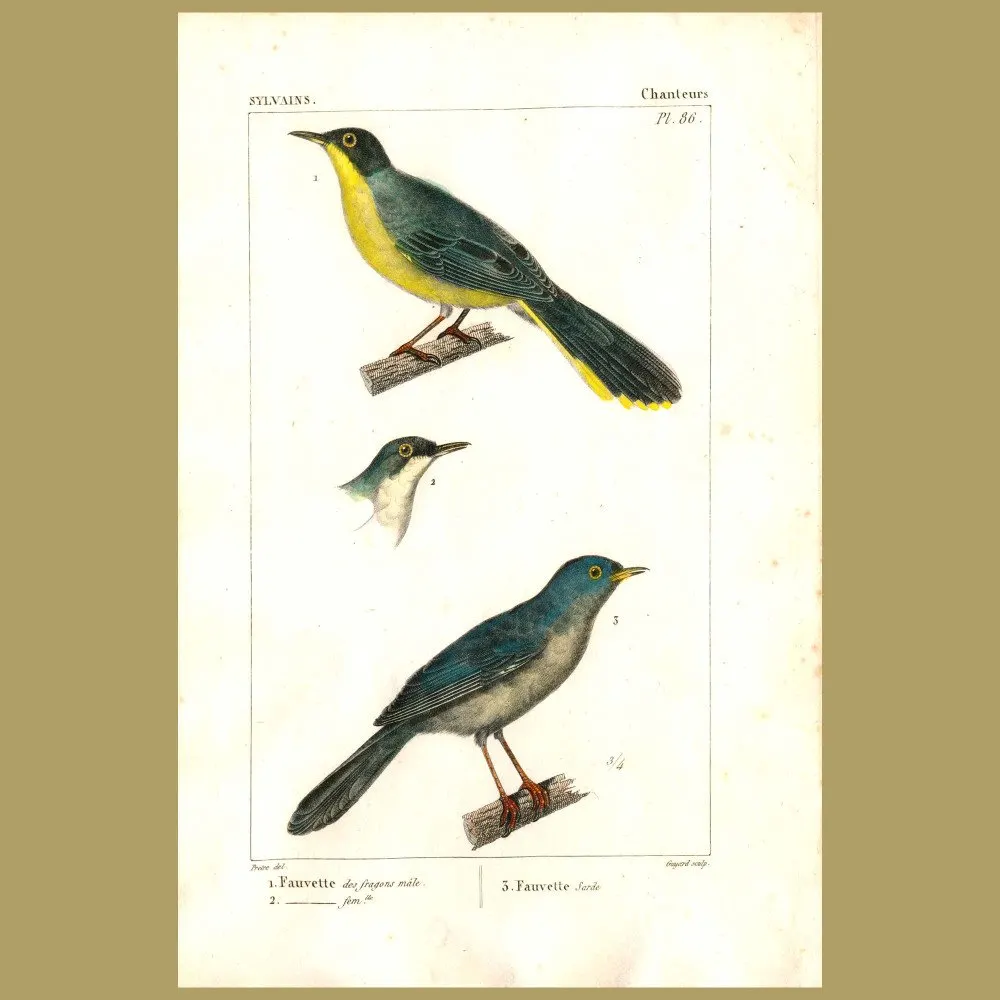 Antique print. Warbler Birds
