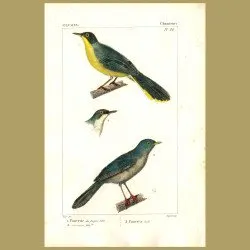 Warbler Birds