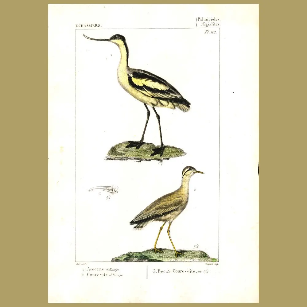 Antique print. Avocet and Courser Birds