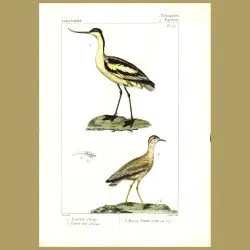 Avocet And Courser Birds
