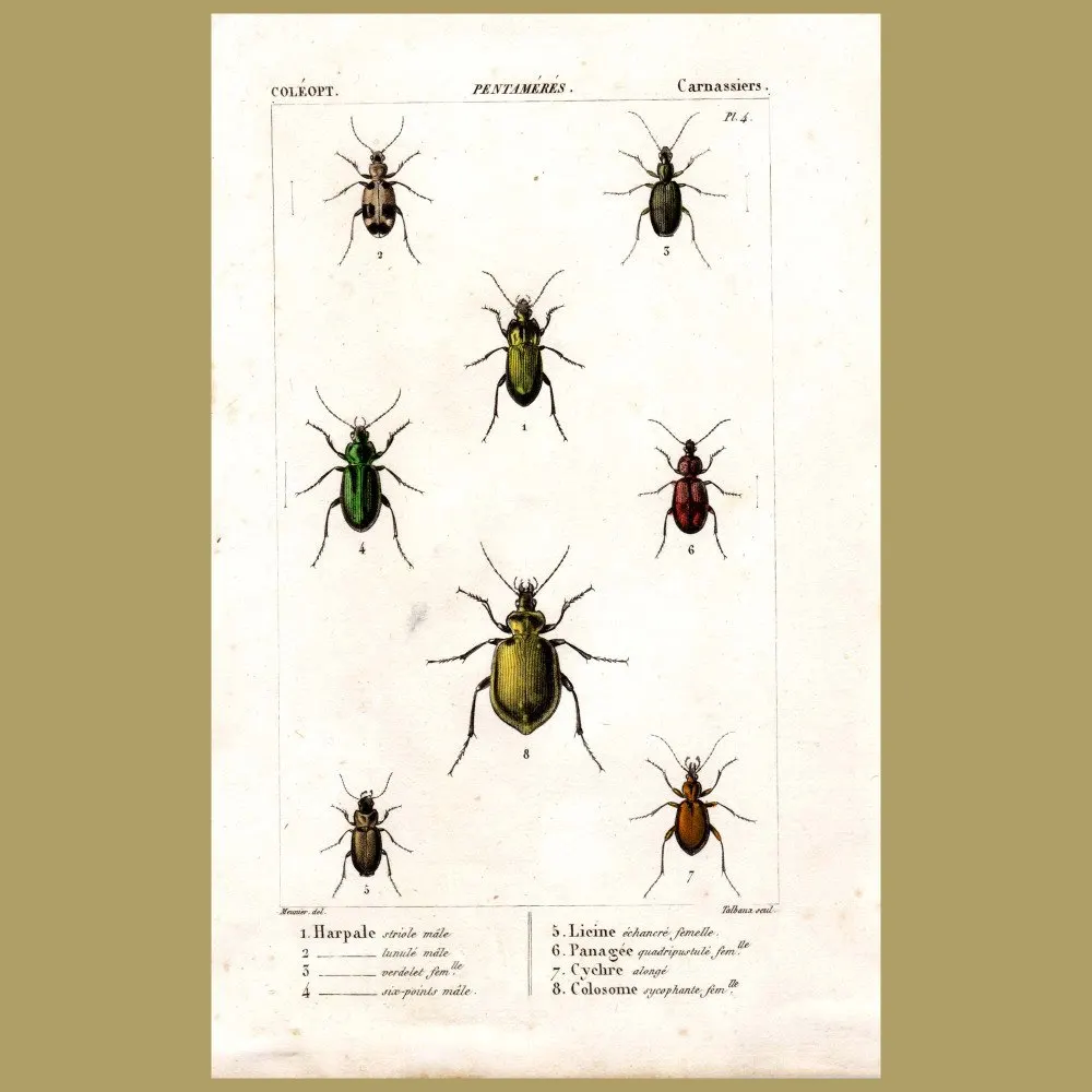 Antique print. Ground Beetles
