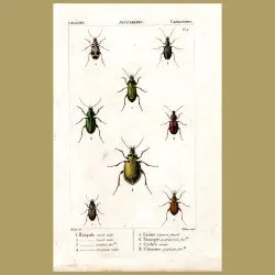 Ground Beetles