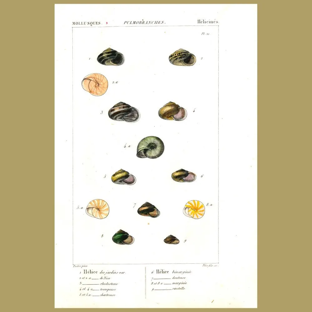 Antique print. Helix Shells