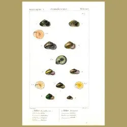 Helix Shells