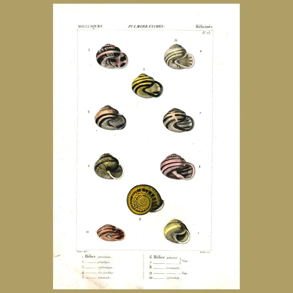 Antique print. Helix Shells