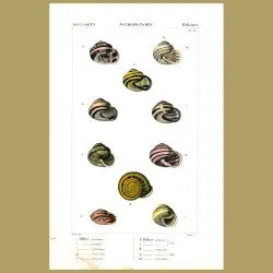 Helix Shells