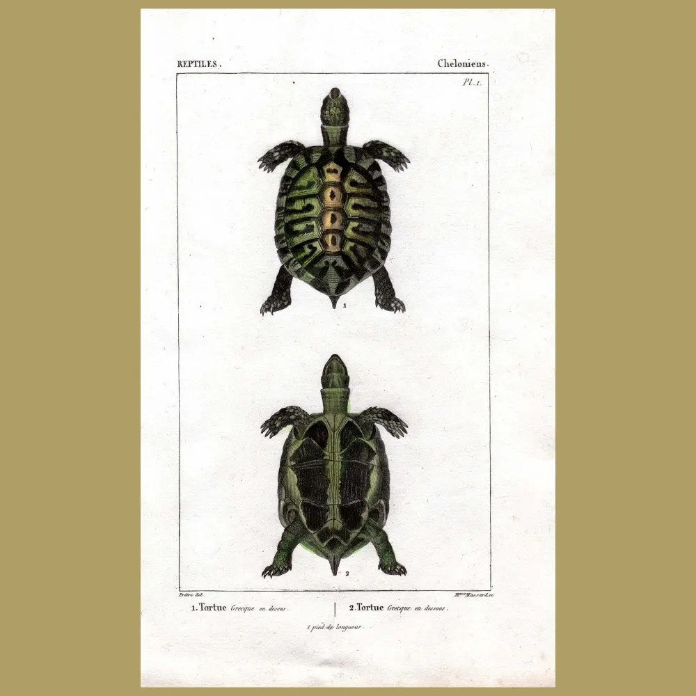 Antique print. Tortoise