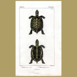 Tortoise